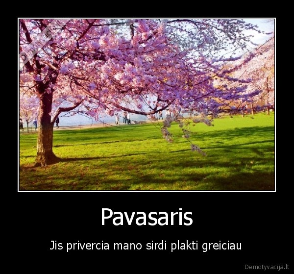 Pavasaris - Jis privercia mano sirdi plakti greiciau