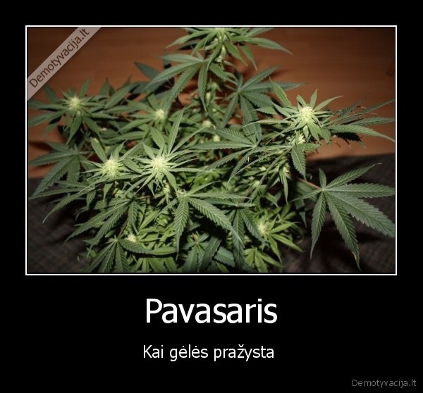 Pavasaris - Kai gėlės pražysta 