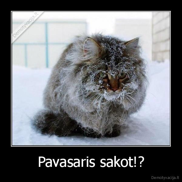 Pavasaris sakot!? - 