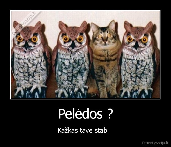 Pelėdos ? - Kažkas tave stabi  
