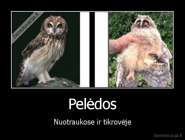 Pelėdos - Nuotraukose ir tikrovėje