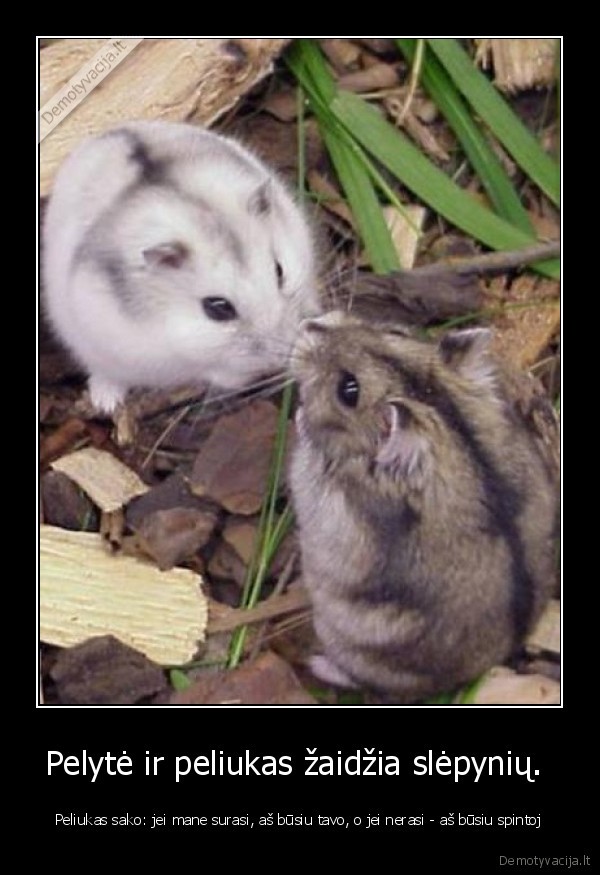 Pelytė ir peliukas žaidžia slėpynių.  - Peliukas sako: jei mane surasi, aš būsiu tavo, o jei nerasi - aš būsiu spintoj