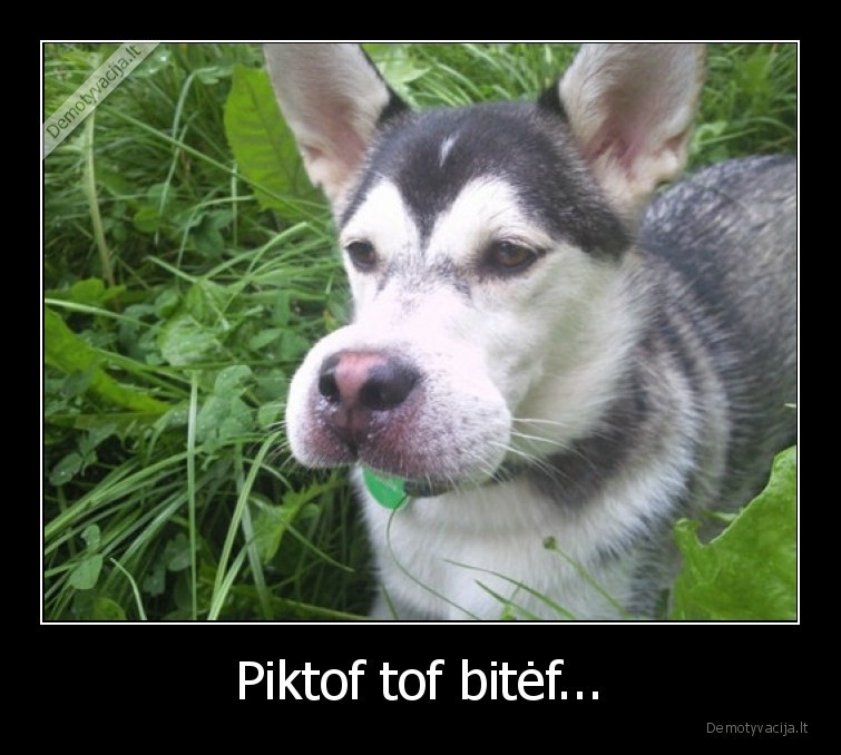 Piktof tof bitėf... - 