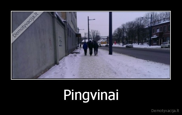 Pingvinai - 