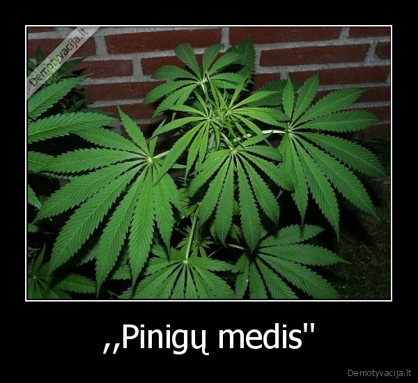 ,,Pinigų medis'' - 