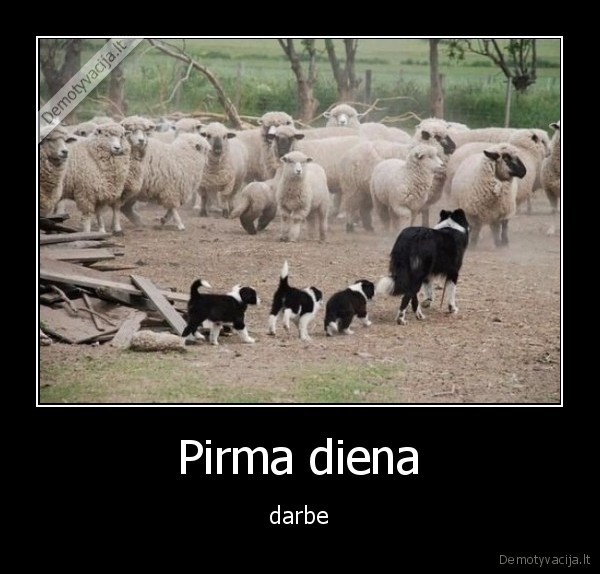 Pirma diena - darbe