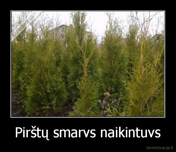 Pirštų smarvs naikintuvs - 