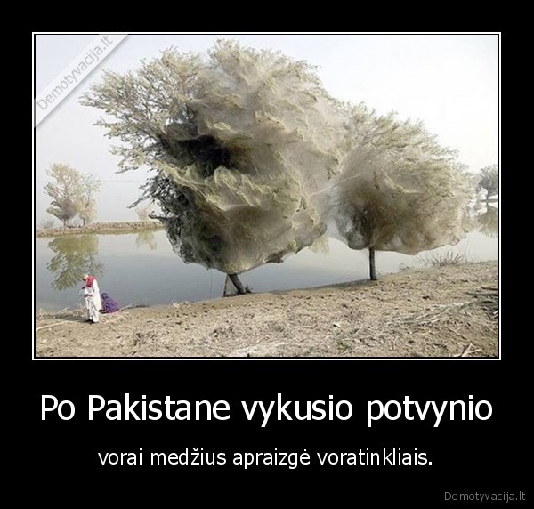 Po Pakistane vykusio potvynio - vorai medžius apraizgė voratinkliais.