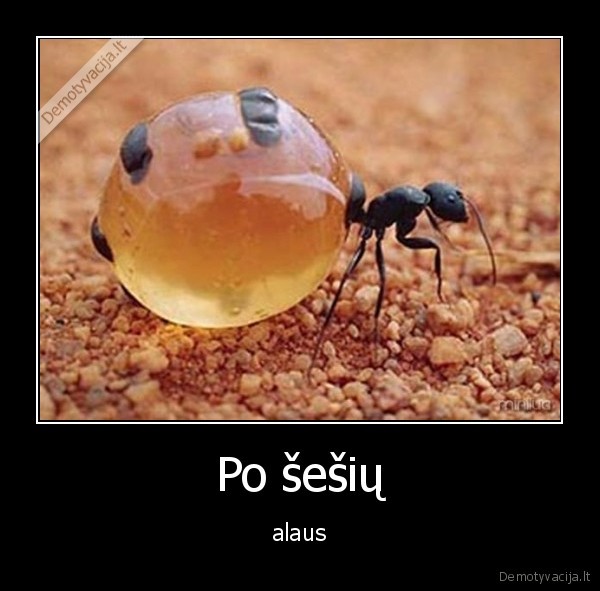 Po šešių - alaus