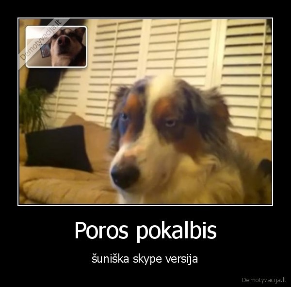 Poros pokalbis - šuniška skype versija