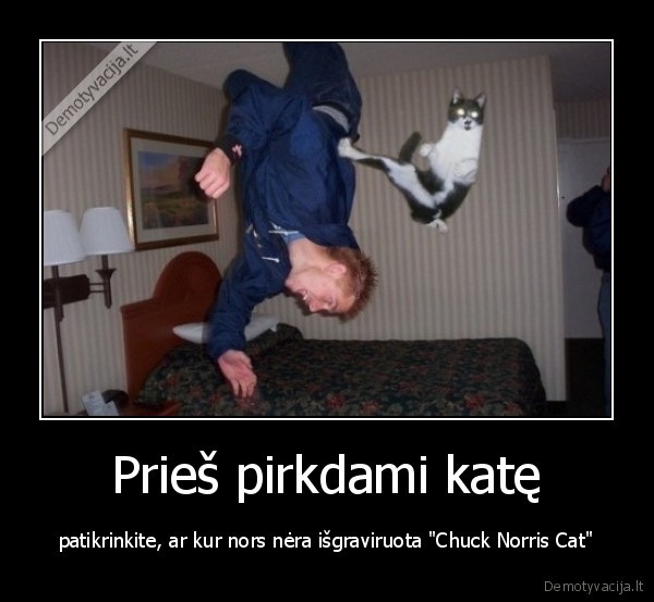 Prieš pirkdami katę - patikrinkite, ar kur nors nėra išgraviruota "Chuck Norris Cat"