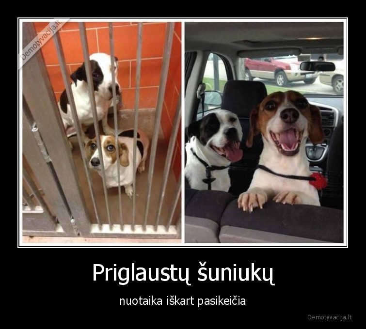 Priglaustų šuniukų - nuotaika iškart pasikeičia