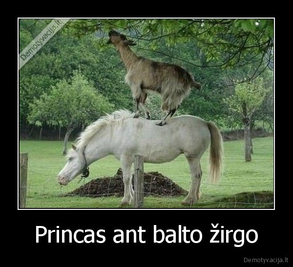 Princas ant balto žirgo - 