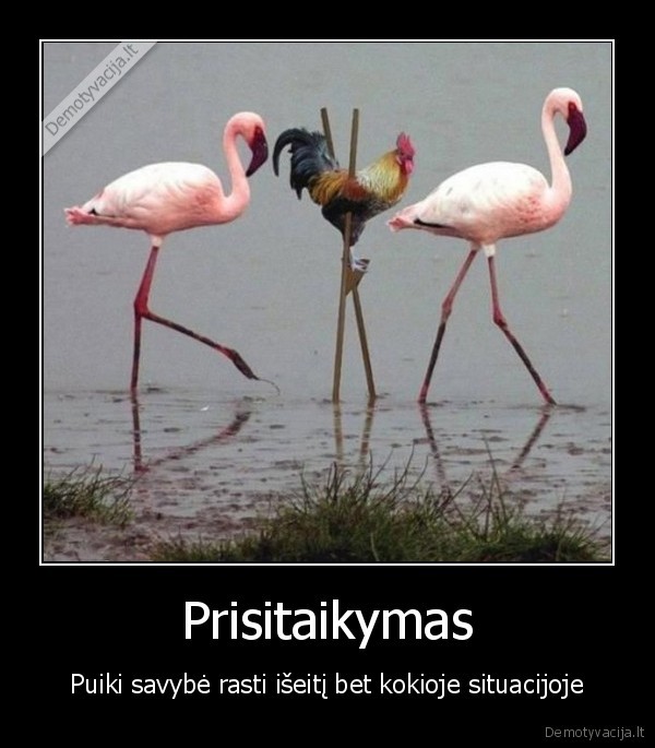 Prisitaikymas - Puiki savybė rasti išeitį bet kokioje situacijoje