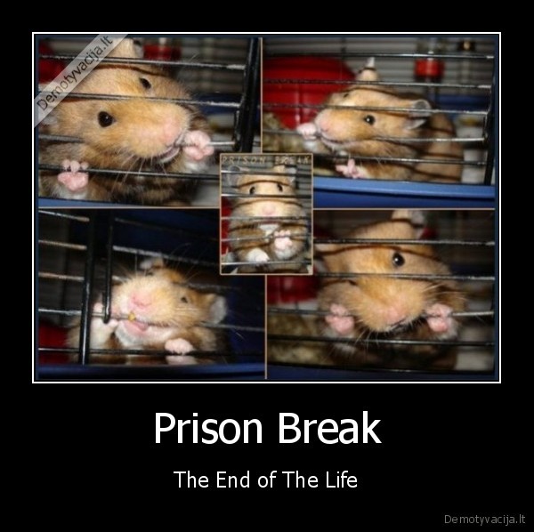 Prison Break - The End of The Life