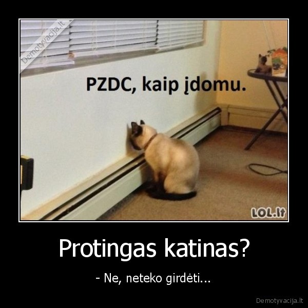 Protingas katinas? - - Ne, neteko girdėti...