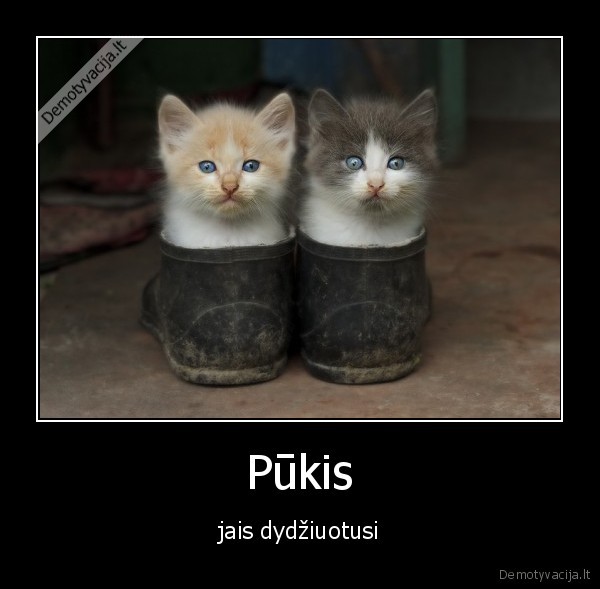 Pūkis - jais dydžiuotusi