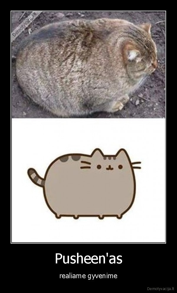 Pusheen'as - realiame gyvenime