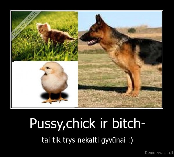 Pussy,chick ir bitch- - tai tik trys nekalti gyvūnai :)