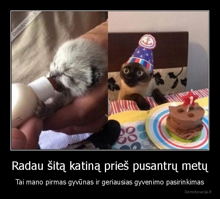 Radau šitą katiną prieš pusantrų metų - Tai mano pirmas gyvūnas ir geriausias gyvenimo pasirinkimas