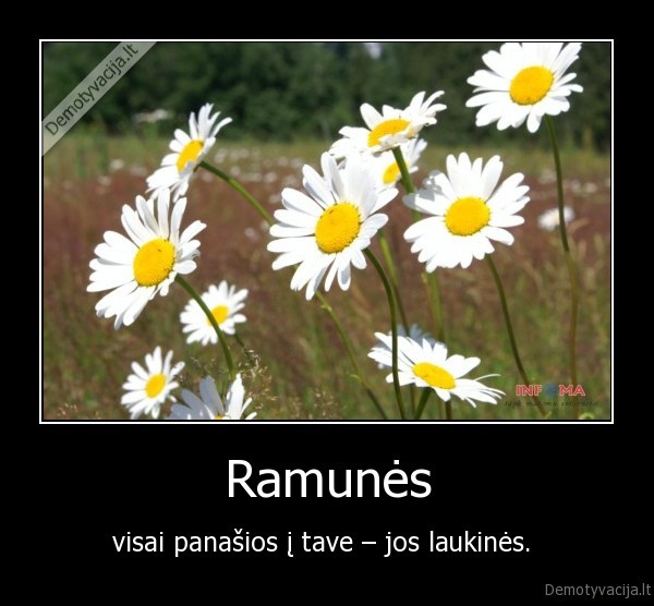 Ramunės - visai panašios į tave – jos laukinės. 