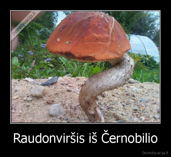 Raudonviršis iš Černobilio - 