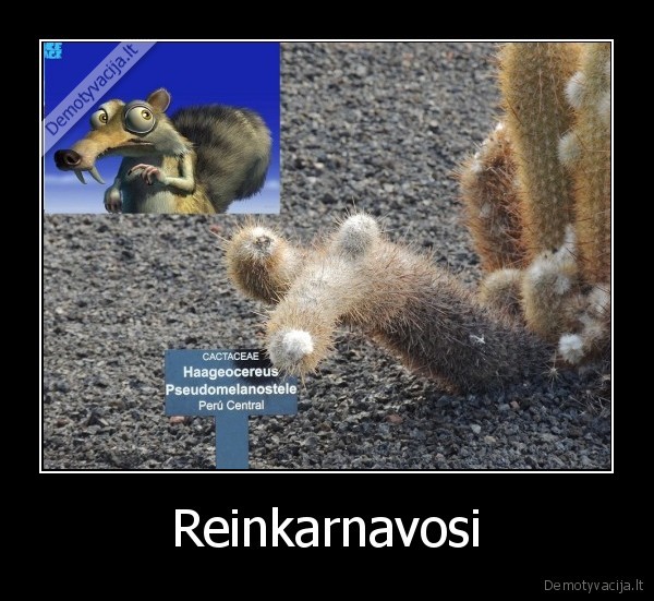 Reinkarnavosi - 