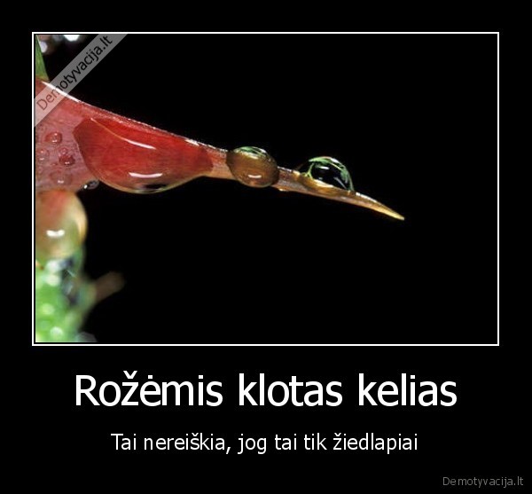 Rožėmis klotas kelias - Tai nereiškia, jog tai tik žiedlapiai