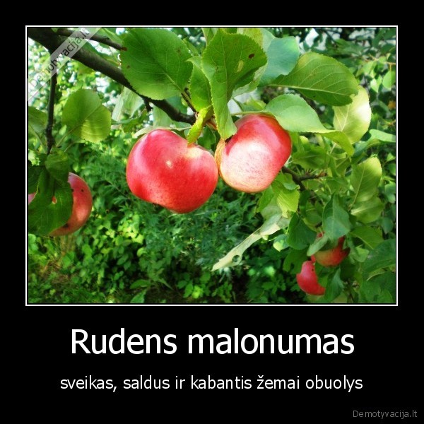 Rudens malonumas - sveikas, saldus ir kabantis žemai obuolys