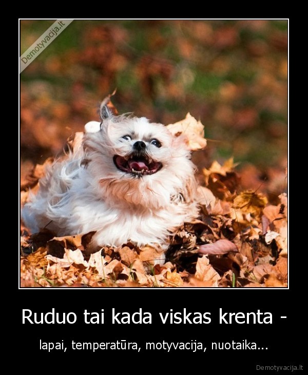 Ruduo tai kada viskas krenta - - lapai, temperatūra, motyvacija, nuotaika...