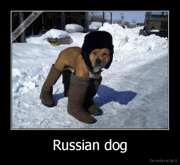 Russian dog - 