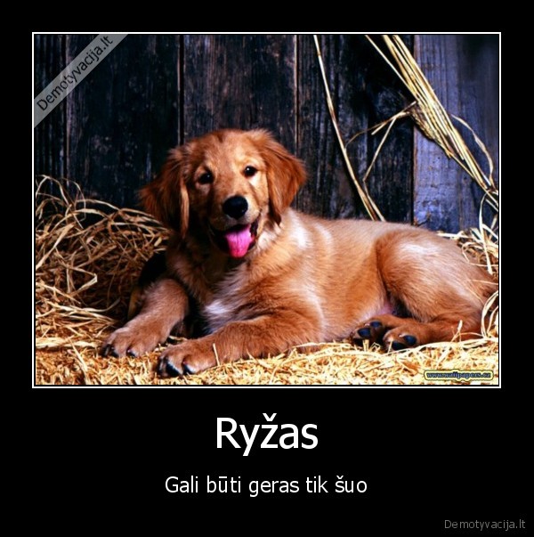 Ryžas - Gali būti geras tik šuo