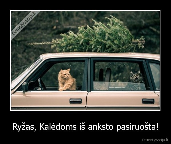 Ryžas, Kalėdoms iš anksto pasiruošta! - 