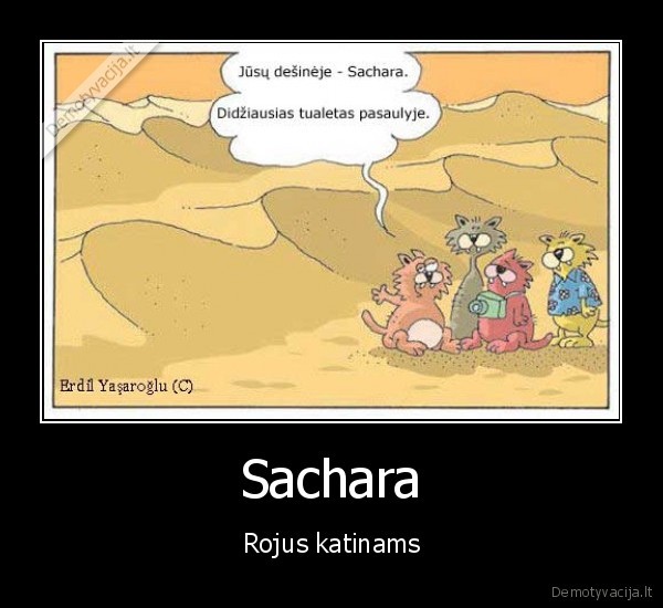 Sachara - Rojus katinams