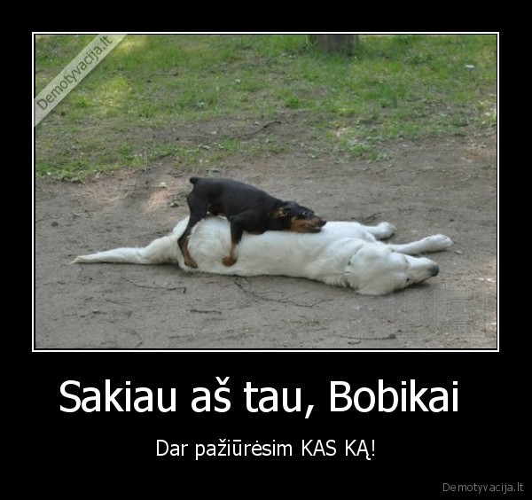 Sakiau aš tau, Bobikai  - Dar pažiūrėsim KAS KĄ!