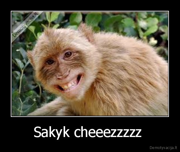 Sakyk cheeezzzzz  - 