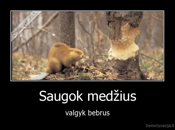 Saugok medžius - valgyk bebrus