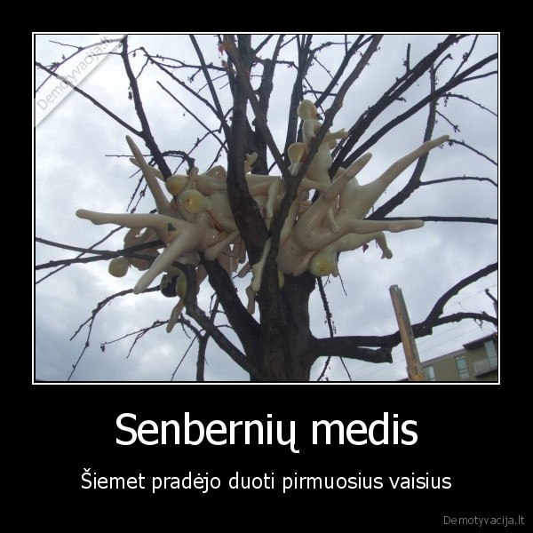 Senbernių medis - Šiemet pradėjo duoti pirmuosius vaisius