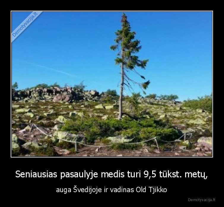 Seniausias pasaulyje medis turi 9,5 tūkst. metų, - auga Švedijoje ir vadinas Old Tjikko