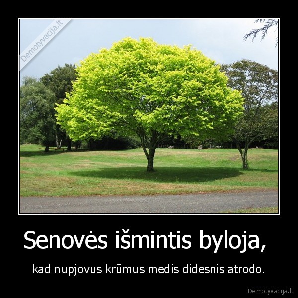 Senovės išmintis byloja,  - kad nupjovus krūmus medis didesnis atrodo.