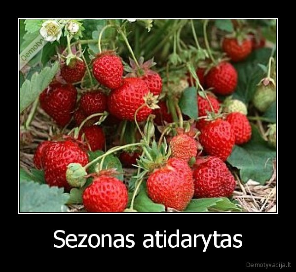 Sezonas atidarytas - 