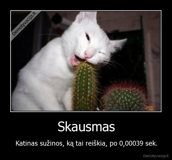 Skausmas - Katinas sužinos, ką tai reiškia, po 0,00039 sek.