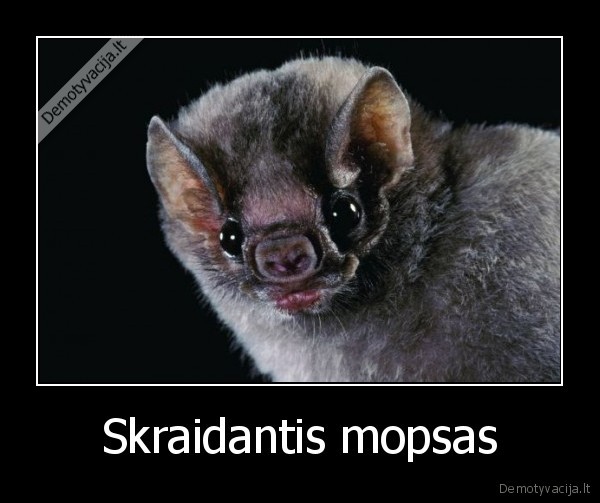 Skraidantis mopsas - 