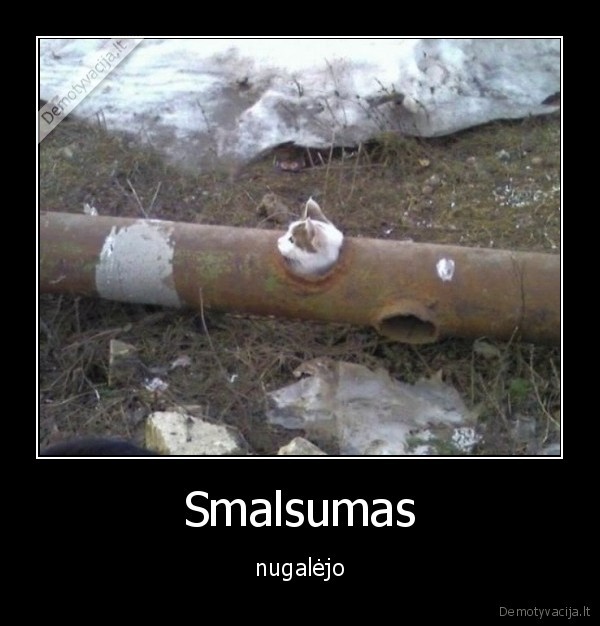 Smalsumas - nugalėjo