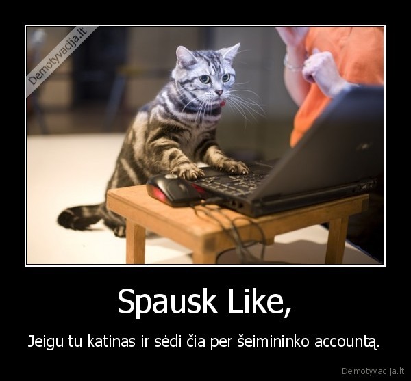 Spausk Like, - Jeigu tu katinas ir sėdi čia per šeimininko accountą.