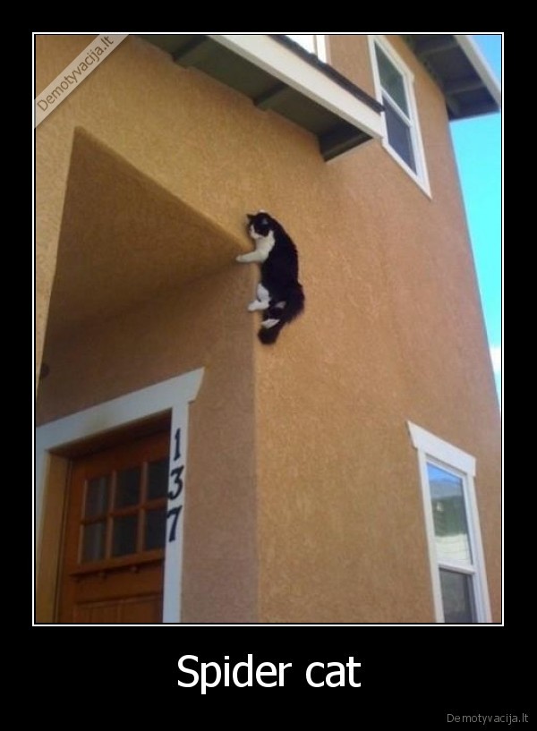 Spider cat - 