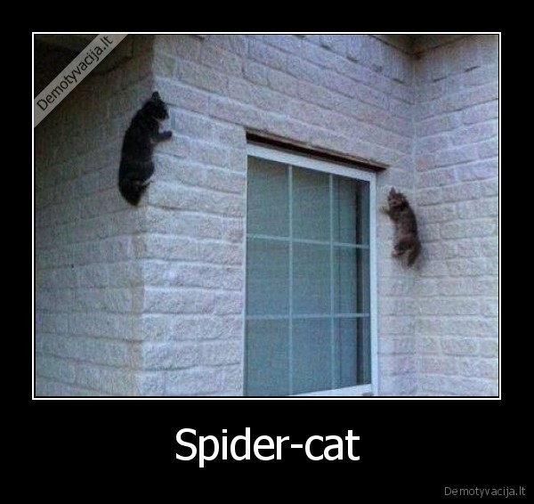 Spider-cat - 