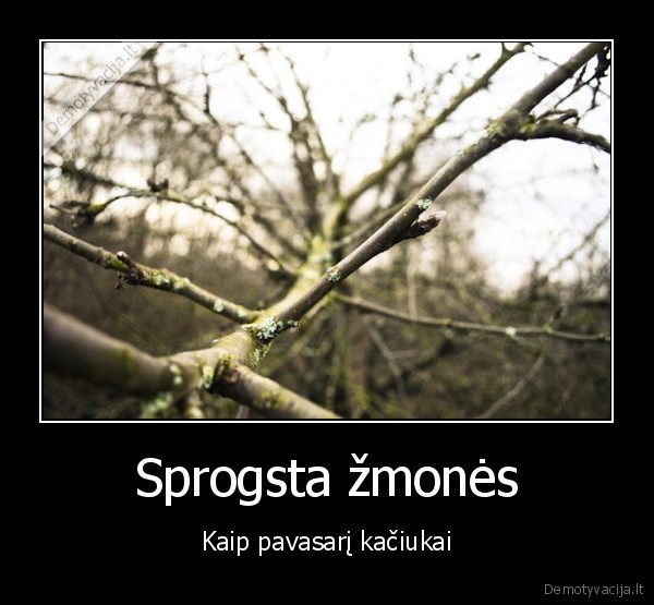 Sprogsta žmonės - Kaip pavasarį kačiukai