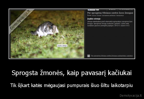 Sprogsta žmonės, kaip pavasarį kačiukai - Tik šįkart katės mėgaujasi pumpurais šiuo šiltu laikotarpiu