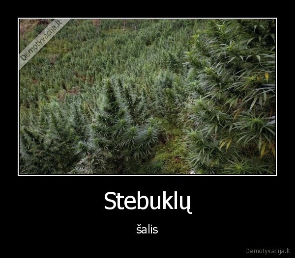 Stebuklų - šalis